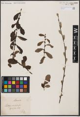 Foto von Salix aurita L.
